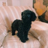 Maltipoo