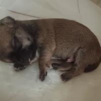 Cuccioli di chihuahua maschietti e femminucce