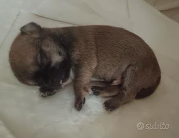 Cuccioli di chihuahua maschietti e femminucce