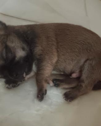 Cuccioli di chihuahua maschietti e femminucce