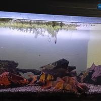 Acquario BluLife150