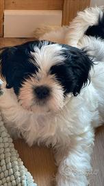 Shi-tzu shitzu