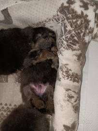 Spitz Tedesco Nano o Volpino di Pomerania