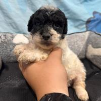 Barboncino particolor