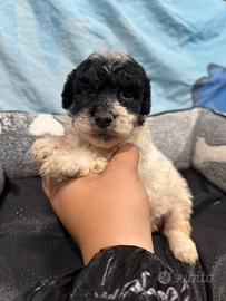 Barboncino particolor