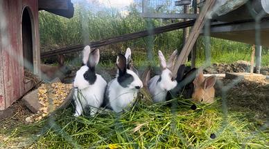 Conigli allevati liberi per riproduzione
