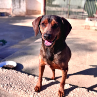 Pluto segugio in adozione