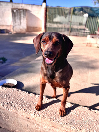 Pluto segugio in adozione