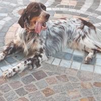 Setter inglese maschio