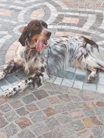 Setter inglese maschio