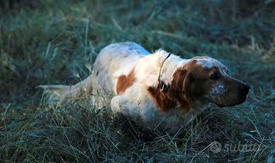 Addestramento cani da ferma