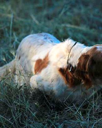 Addestramento cani da ferma