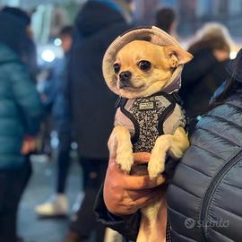 Chihuahua per monta