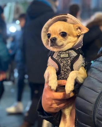 Chihuahua per monta