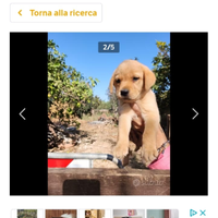 Ultima cucciola di labrador originale senza pedigr