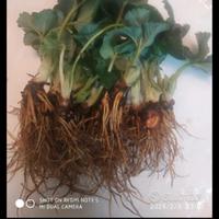 piantine  di fragole a radice nuda, rifiorente