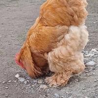 Coppia cocincina gigante fulva