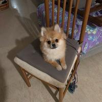 Pomerania femmina toy