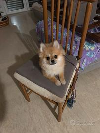 Pomerania femmina toy