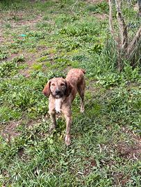 Segugio maremmano a pelo forte