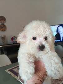 Maltipoo maschio orsetto bianco