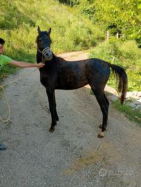 Cavallo arabo polacco