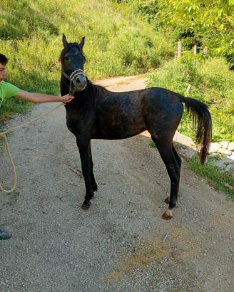 Cavallo arabo polacco
