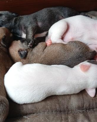 Simil bouledogue francese disponibili