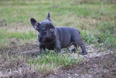 Cuccioli di bulldog francese mschi e femmine