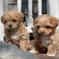 Maltipoo - pagamento agevolato