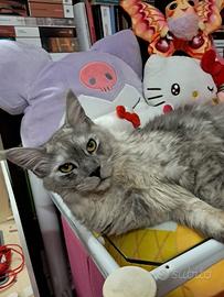 Maine coon 1 anno intero