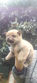 Shiba inu