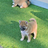 Shiba inu rosso