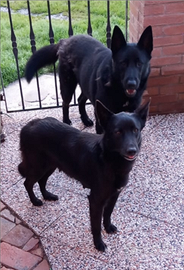 Pastore tedesco da lavoro