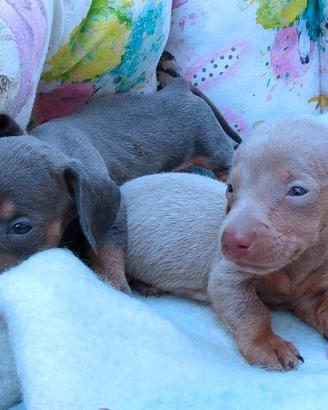 Cuccioli di bassotto isabella e blu