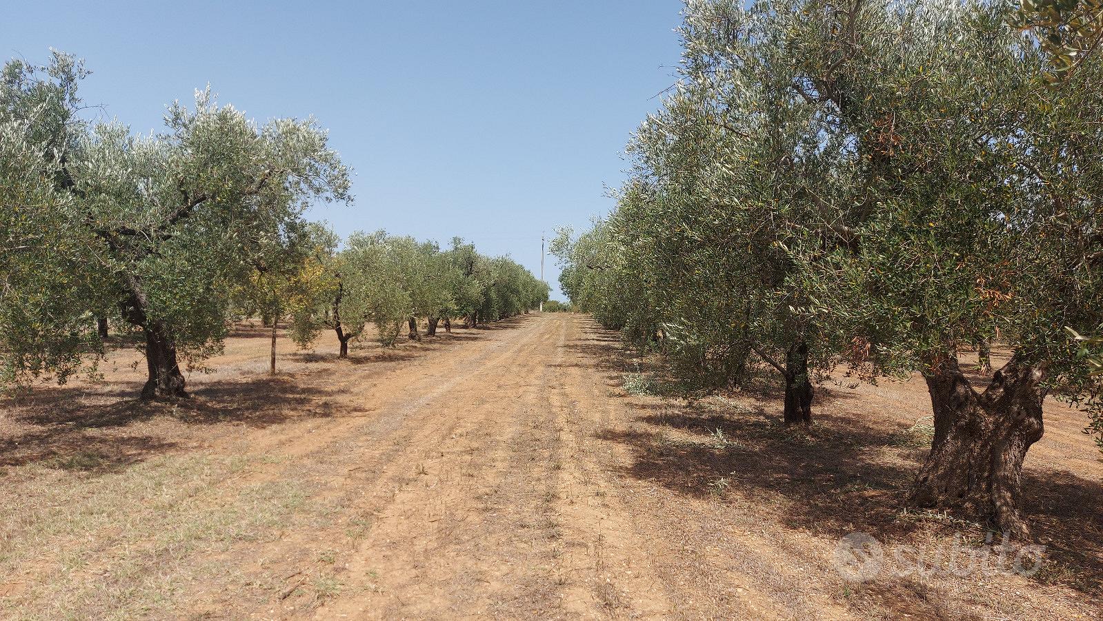 Uliveto in c.da Selvapiana - Vista 4