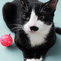 Gattino tuxedo nero con zampine bianche 5 mesi