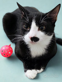 Gattino tuxedo nero con zampine bianche 5 mesi