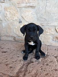 Cuccioli di cane corso