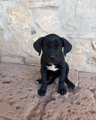 Cuccioli di cane corso