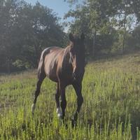 Cavalla francese da GP gravida di Balou Star