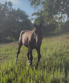 Cavalla francese da GP gravida di Balou Star