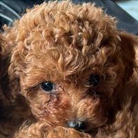 Barboncino Toy maschio