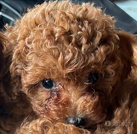 Barboncino Toy maschio