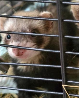 Cuccioli di furetto