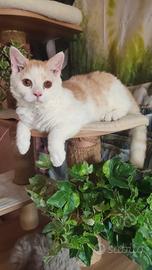 Selkirk rex cucciolo con pedigree 