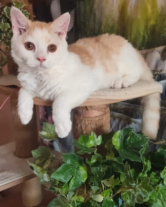 Selkirk rex cucciolo con pedigree 