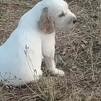 Cucciolo setter inglese