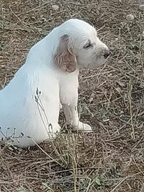 Cucciolo setter inglese