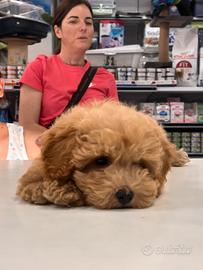 Cuccioli di barbone nano